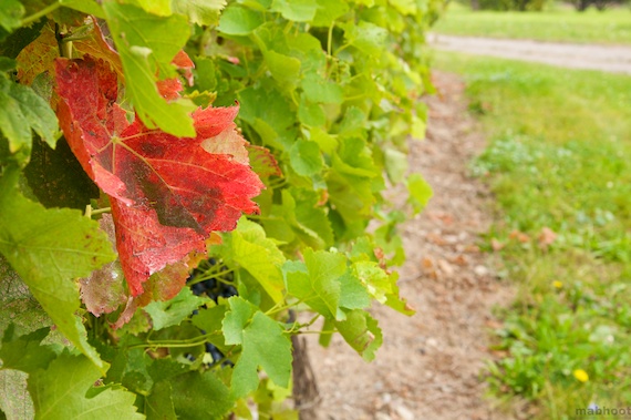 The Lonely Vine Leaf